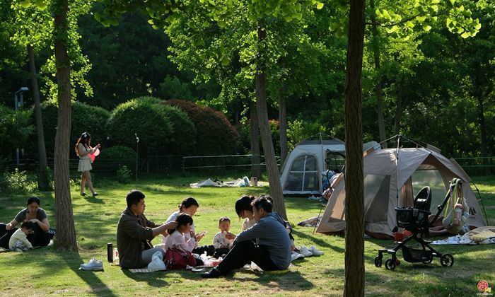 入野入乡入生活：槐荫的“一帐”温柔