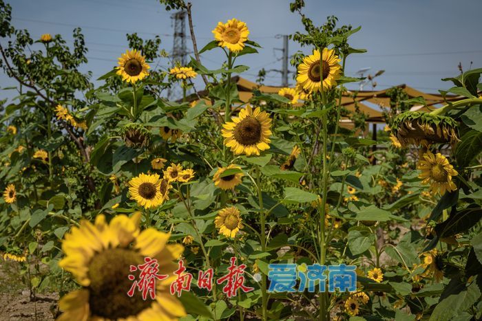 济南历城朱家庄向日葵盛放，点亮盛夏色彩