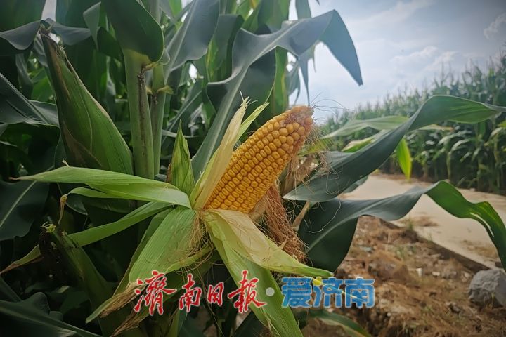 玉米抢收正当时 济南田间处处丰收忙
