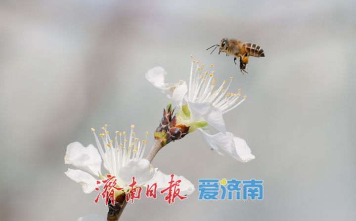 春日限定！济南奥体中心繁花初绽