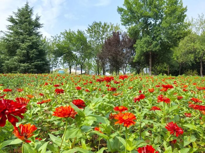 硫华菊、百日草、向日葵，济南植物园初秋花海已“上线”