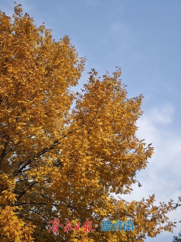 森林公园秋色如画 金黄银杏与巨型白蜡树引客来