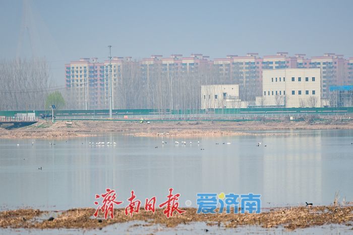 天鹅归来春意浓，遥墙蓄滞洪区成鸟类乐园