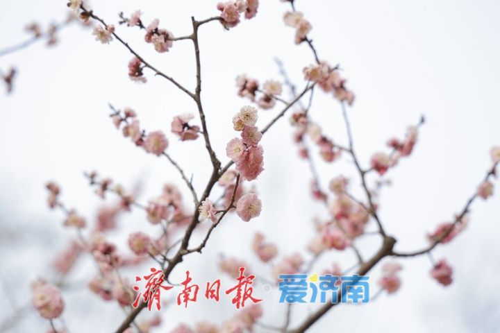 一年四季 泉在济南丨繁花似锦 泉城公园藏尽春日浪漫