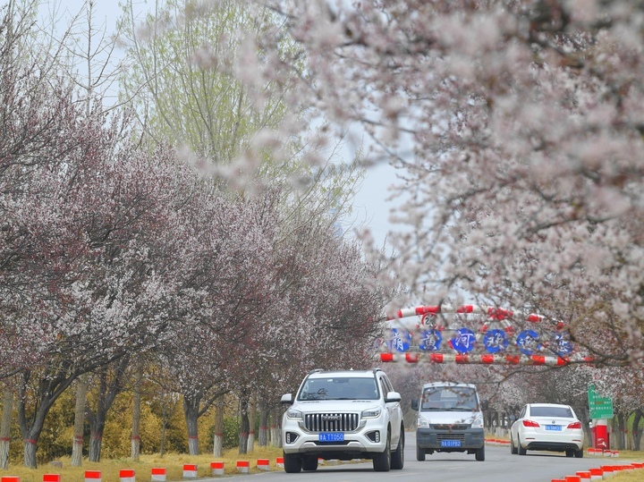 一路繁花醉人心，济南黄河畔“樱花大道”等你来打卡