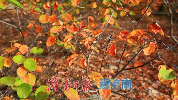 一年四季 泉在济南丨“平分秋色”胜景上线，济南蝎子山迎来“打卡热”！