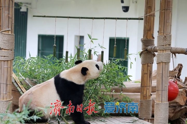 一年四季 泉在济南丨济南动物园开展“国际熊猫日”活动