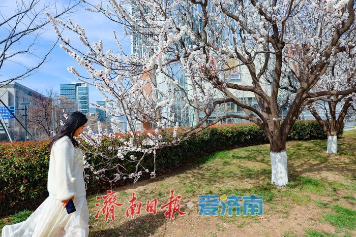 晴暖三月，杏韵满街