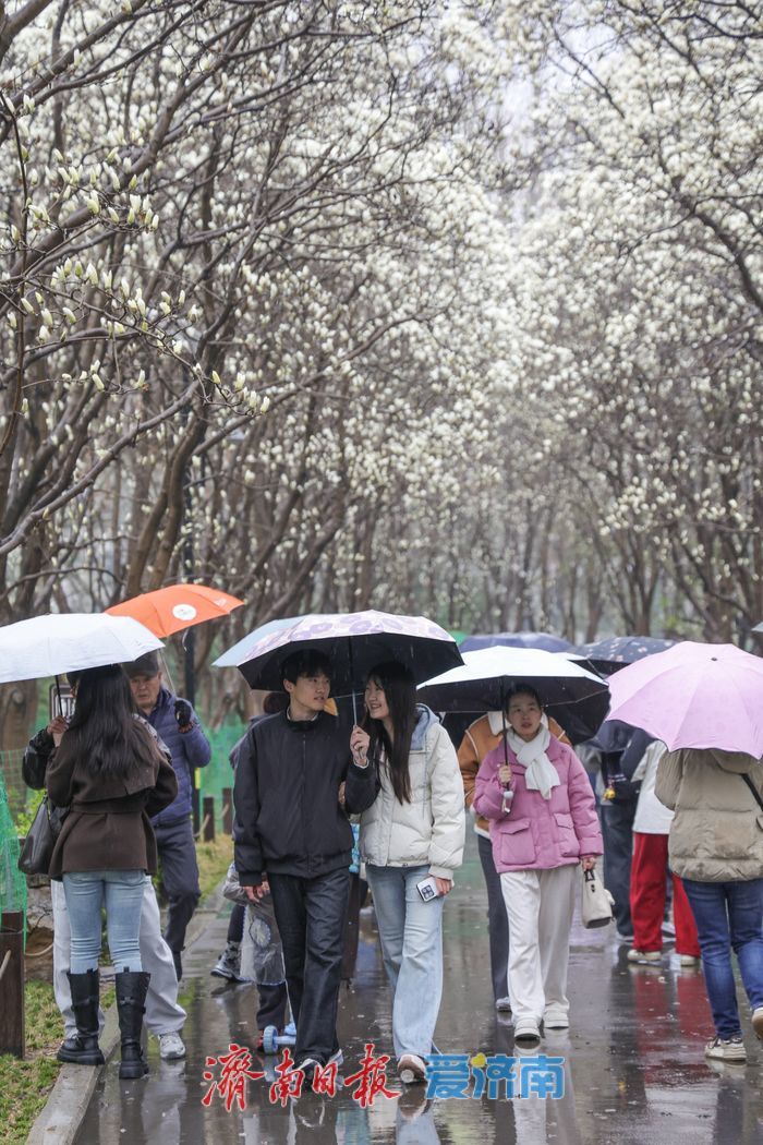 百花公园玉兰盛放，雨中赏花别样美