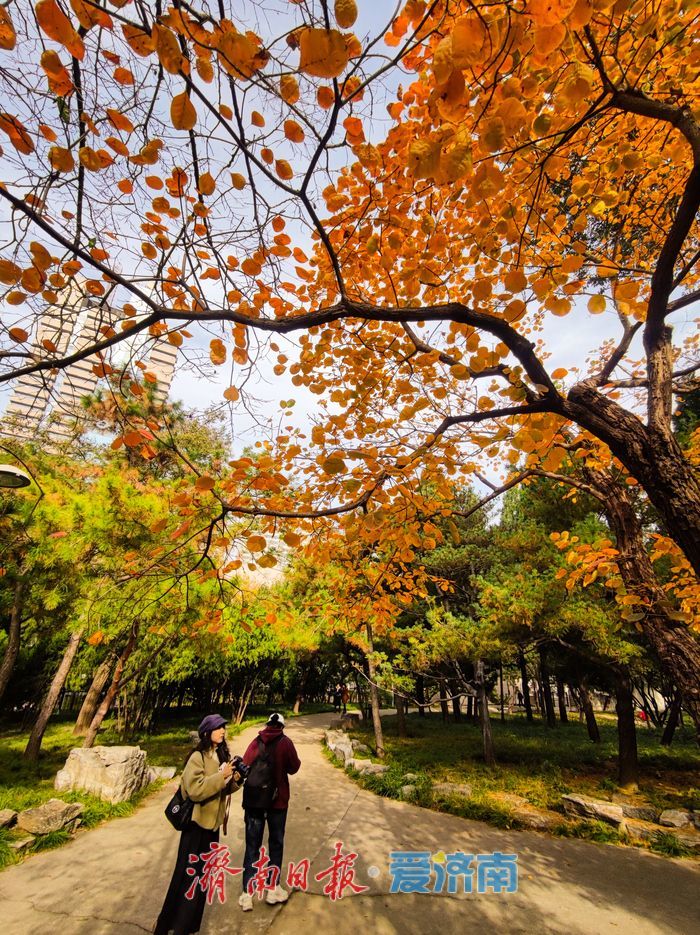 济南泉城公园冬景如画 层林尽染引客打卡