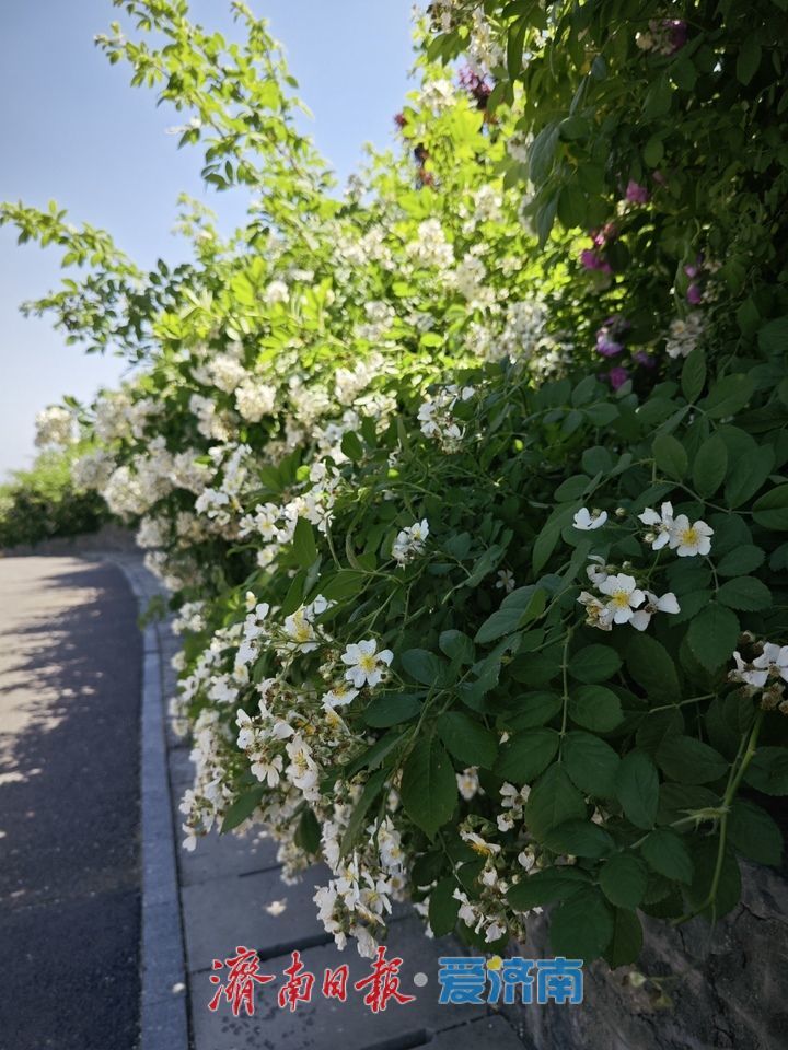 泉城初夏赏佳处，将山蔷薇醉游人 