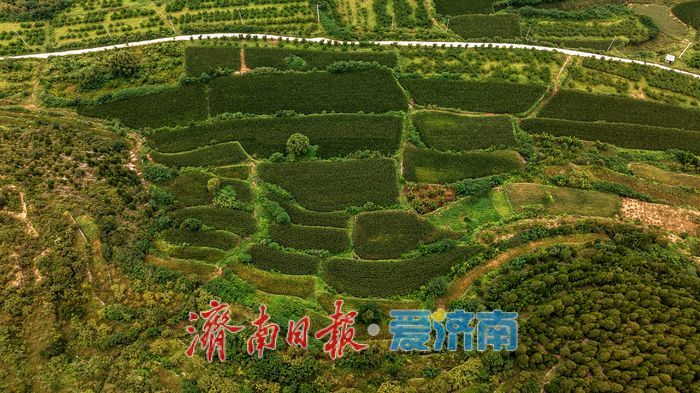 一年四季 泉在济南丨层叠绿意入画来！济南梯子山绿色梯田显生态魅力