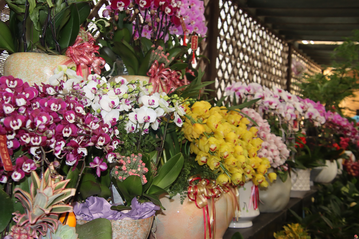 花漾齐鲁·喜迎新春 2026年宵花市盛大开幕