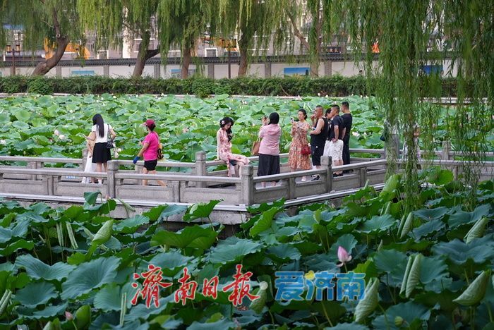 一年四季 泉在济南丨大明湖荷花迎最佳观赏期 游人沉醉夏韵芬芳