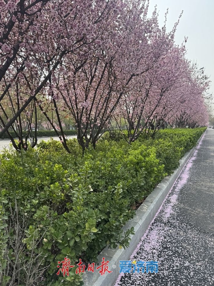 梅花映街景 泉城春意浓