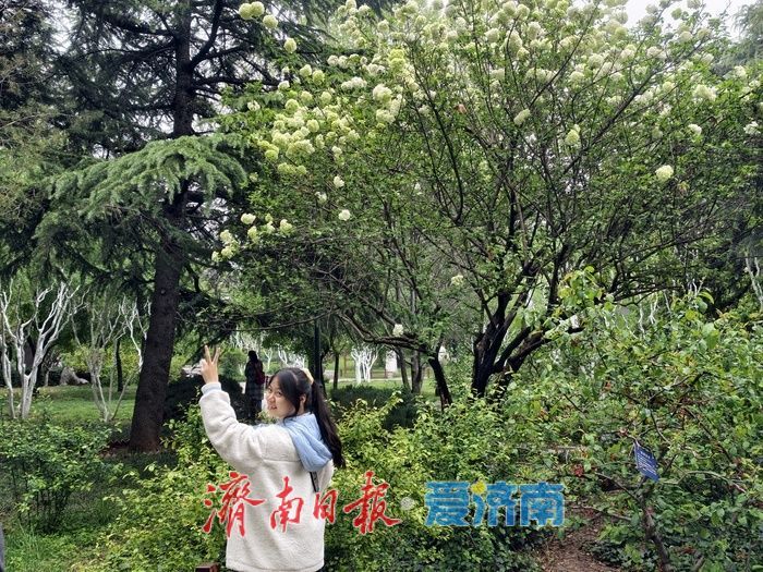 暮春时节，百花公园木本绣球清雅绽放