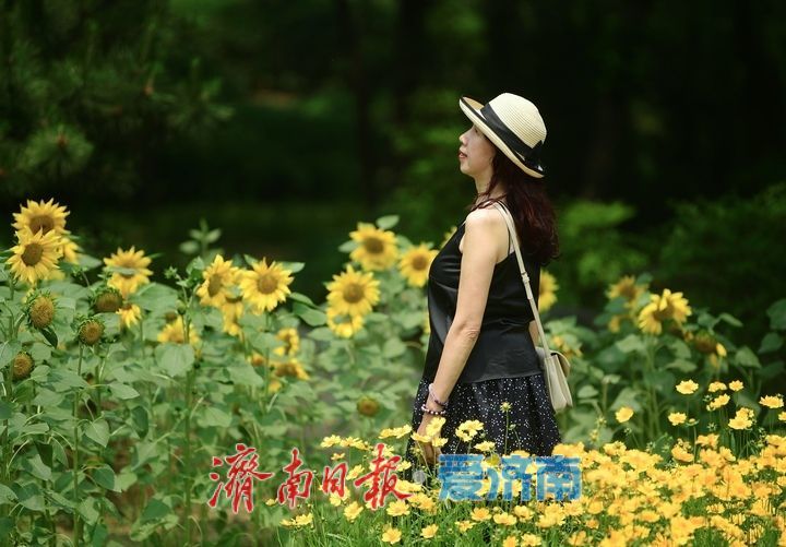 一年四季 泉在济南｜向日葵花海向阳而生 活力四射满目诗画