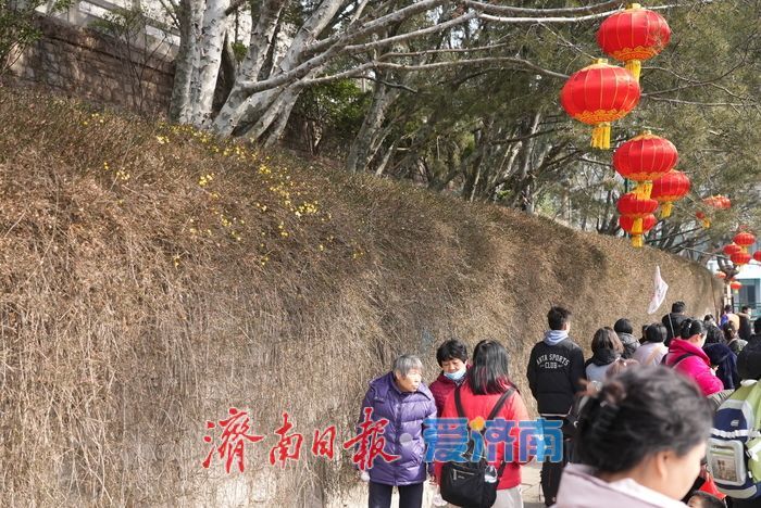 迎春花开报春来