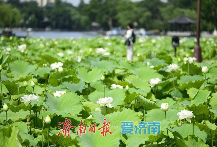 一年四季 泉在济南｜“荷”其有幸“香”约泉城，大明湖第一波荷花已绽放