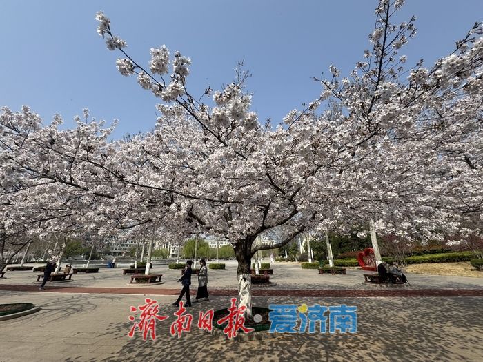 樱花映科创 泉城添春意 齐鲁软件园成春日打卡地