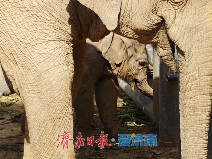 一年四季 泉在济南丨济南动物园喜迎亚洲象新成员，满月“糯米团子”成最萌打卡焦点