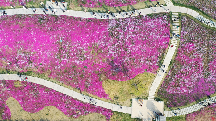 “泉”在济南过五一｜龙鼎大道 花海之旅