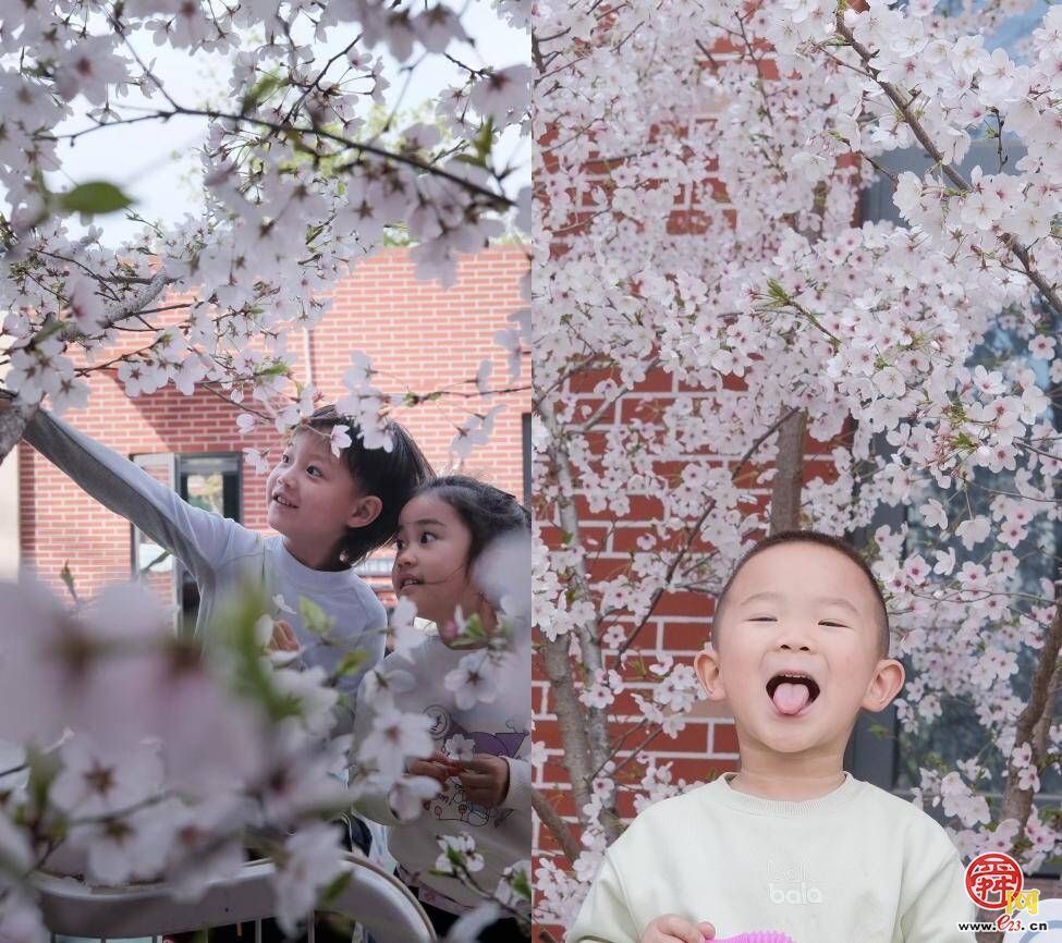 这所幼儿园有一棵好美好美的樱花树！