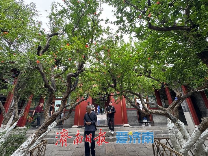 百年榴花映古建 万竹园里夏韵浓