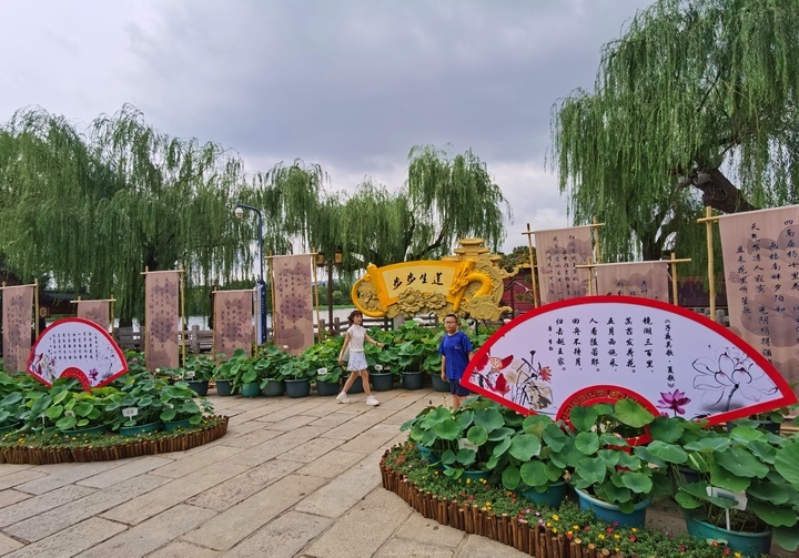 荷花小景扮靓夏日明湖