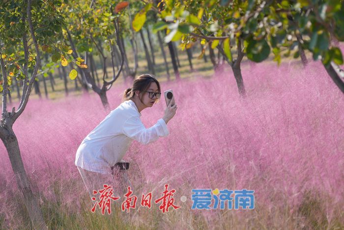 济南黄河北岸粉黛乱子草盛放 生态廊道铺展浪漫“粉色花海”