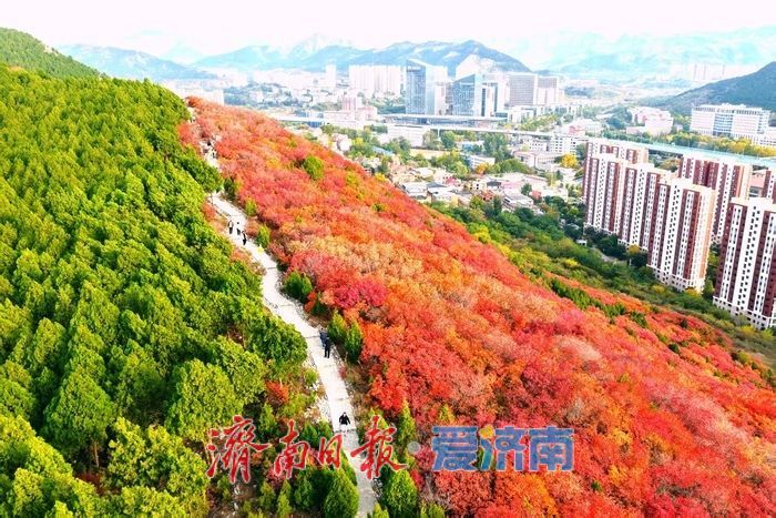 红绿交错平分秋色 济南蝎子山“鸳鸯火锅”景如画