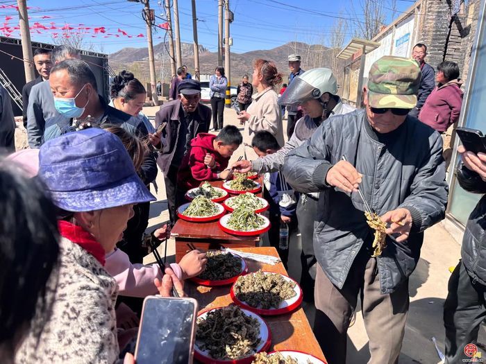 普集街道第三届香椿采摘节开幕啦!