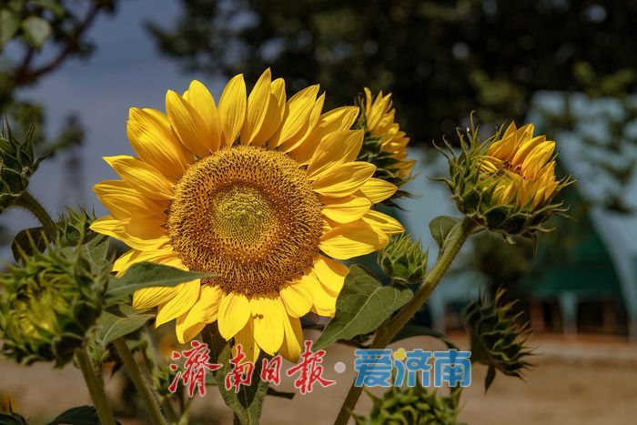 济南历城朱家庄向日葵盛放，点亮盛夏色彩