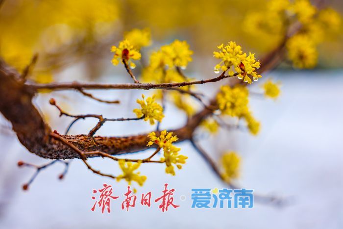 一年四季 泉在济南丨春日信使入雪中画境