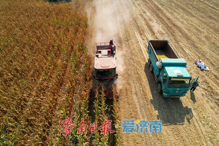 济南黄河北岸玉米收割正酣 金秋田野迎丰收