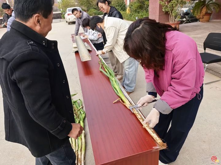 宁家埠街道：育人才提品质，做强“大葱产业”文章