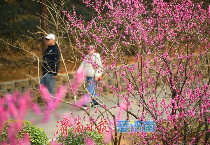 一年四季 泉在济南丨春日“香”约佛慧山，梅开溪畔花满枝