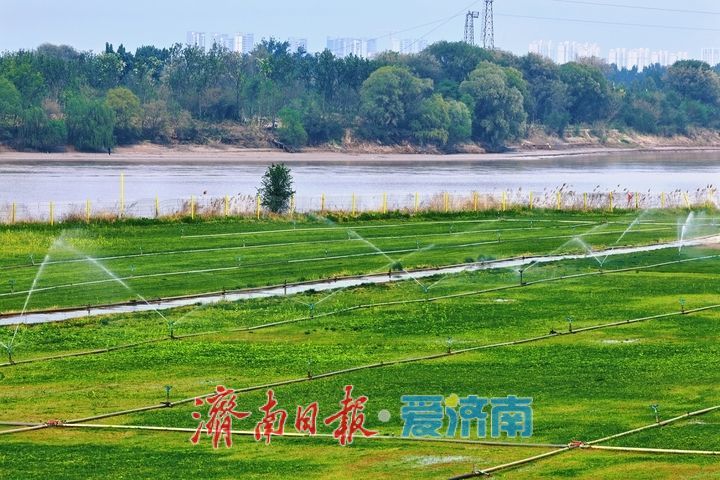 黄河岸畔铺绿毯 生态蝶变绘新篇