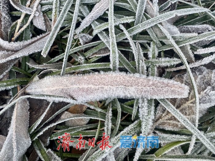 霜雪染泉城 济南冬日添雅致