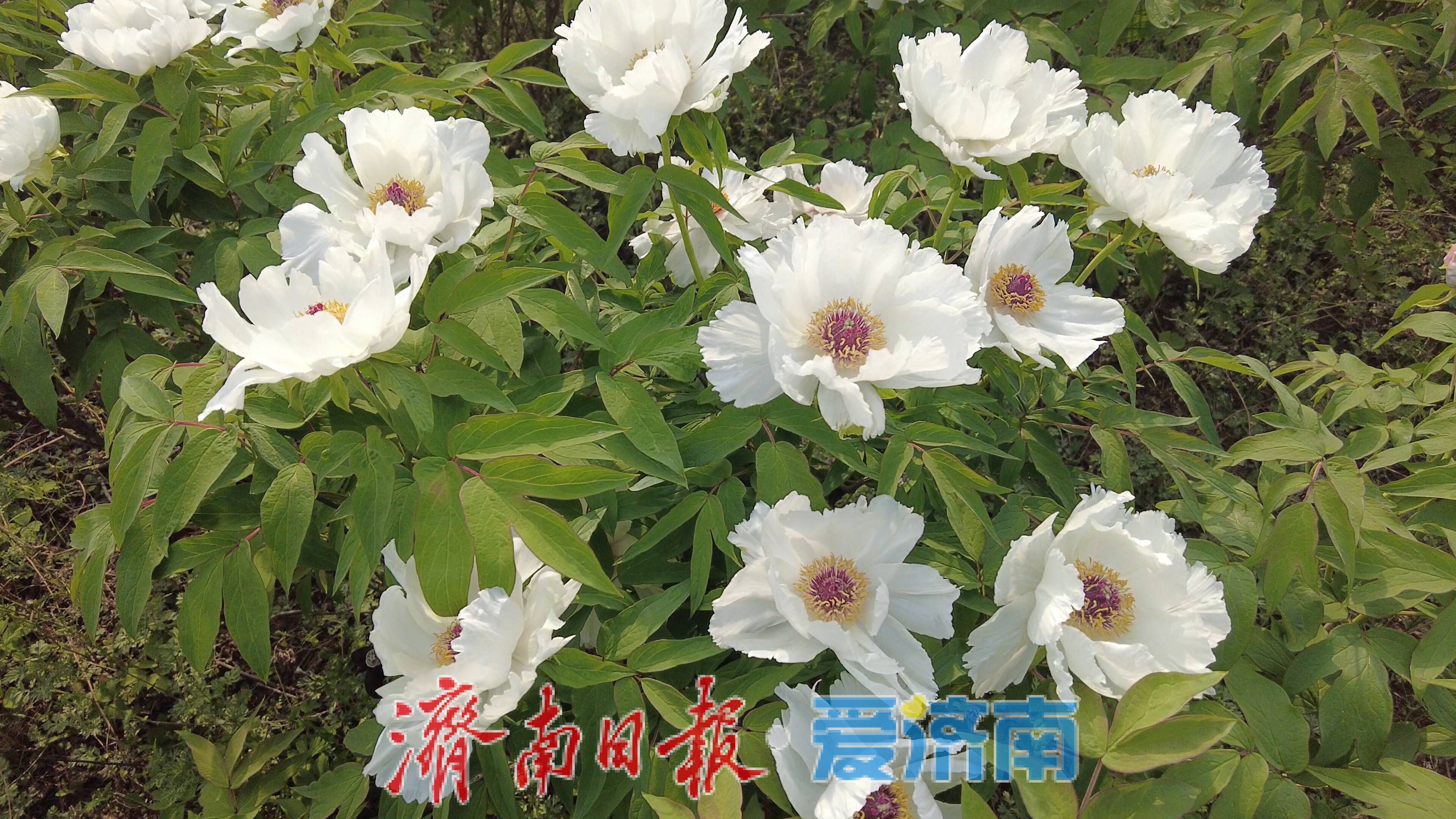 白韵缀神秀 丹花绽芳华 长清双泉镇神秀谷牡丹迎盛景