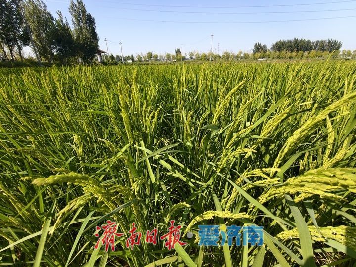 黄河畔 稻花香