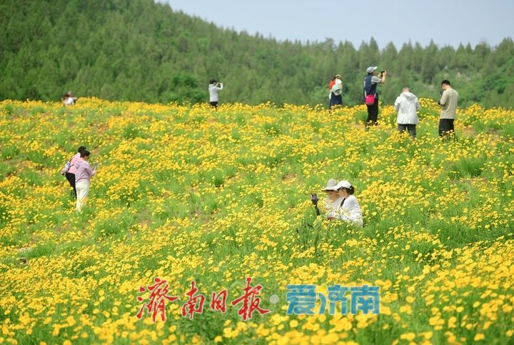 一年四季 泉在济南丨一年一度别错过！初夏时节泉城金鸡菊花海美爆了