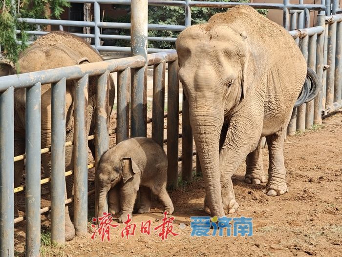 一年四季 泉在济南丨济南动物园喜迎亚洲象新成员，满月“糯米团子”成最萌打卡焦点