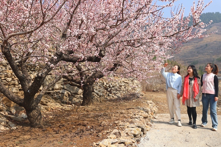 春有约 花不误，这里的杏花漫山盛开引客来！