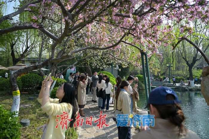 济南五龙潭樱花节迎盛花期 泉畔花海成春日顶流打卡地
