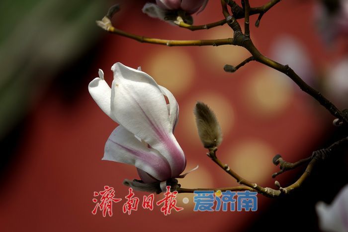 一年四季 泉在济南丨泉水叮咚，玉兰花开