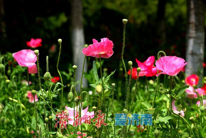 一年四季 泉在济南｜五彩虞美人绽放英雄山，游客沉醉花海忙定格