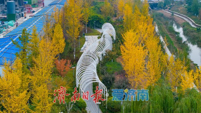 秋风执笔，银杏鎏金：济南腊山河公园秋日氛围感拉满