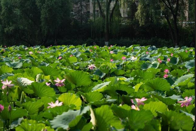 赏荷纳凉正当时！跟着赏荷地图走起