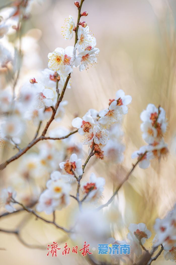 万株梅花次第开，红叶谷第18届梅花节诗意启幕